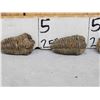 Image 4 : 6 Prehistoric Fossilized Trilobites