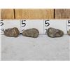 Image 7 : 6 Prehistoric Fossilized Trilobites