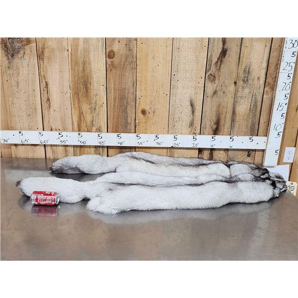 2 Blue Ranch Fox Soft Tanned Furs Taxidermy