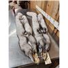 Image 6 : 2 Blue Ranch Fox Soft Tanned Furs Taxidermy