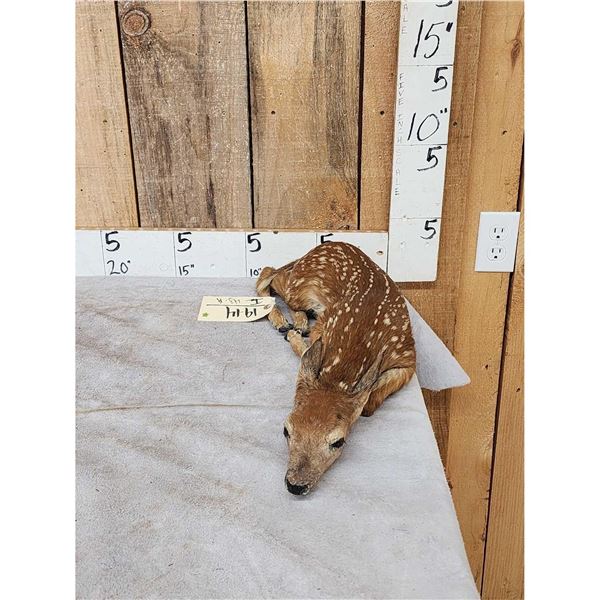 Baby Whitetail Fawn Full Body Taxidermy Mount