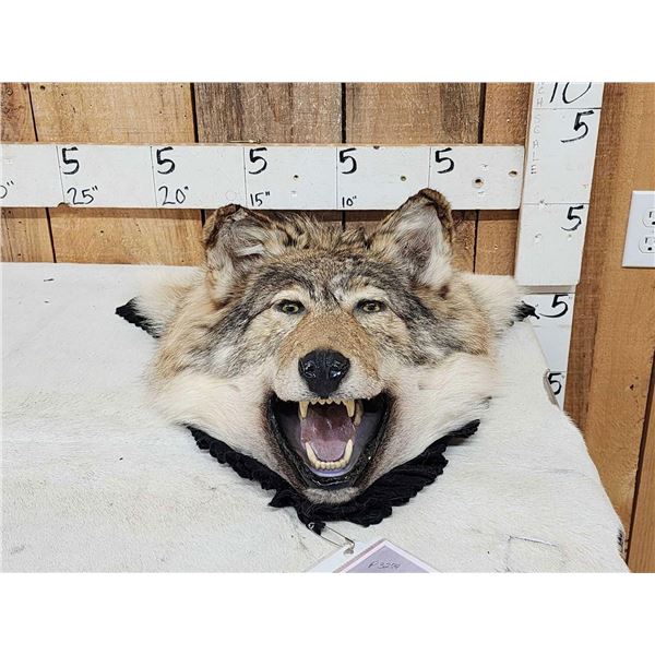 Alaskan Wolf Head Taxidermy