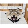 Image 1 : Alaskan Wolf Head Taxidermy
