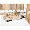 Image 2 : Alaskan Wolf Head Taxidermy