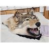 Image 3 : Alaskan Wolf Head Taxidermy