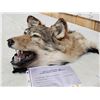 Image 4 : Alaskan Wolf Head Taxidermy