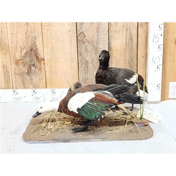 Pair Of African Paradise Shelducks Bird Taxidermy