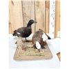 Image 2 : Pair Of African Paradise Shelducks Bird Taxidermy