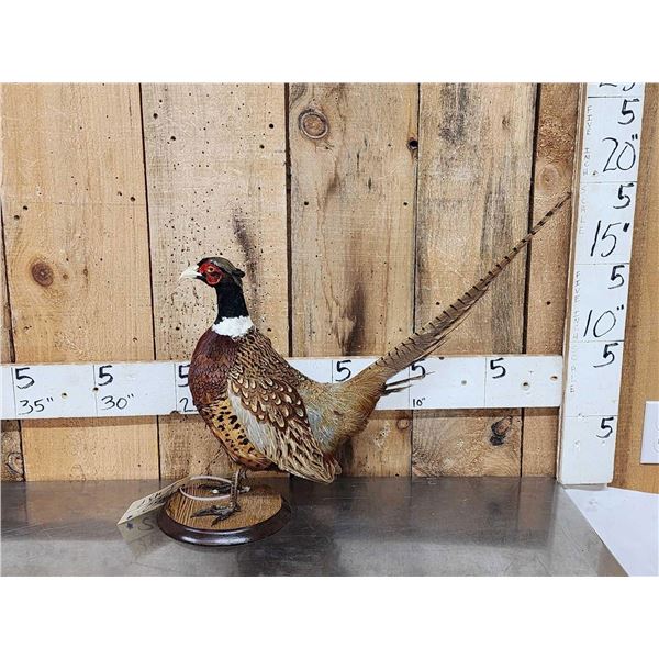 Ringneck Pheasant Full Body Bird Taxidermy