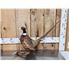 Image 1 : Ringneck Pheasant Full Body Bird Taxidermy