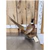 Image 3 : Ringneck Pheasant Full Body Bird Taxidermy