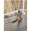 Image 4 : Ringneck Pheasant Full Body Bird Taxidermy