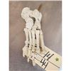 Image 3 : Authentic Articulated Human Foot Bones