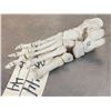 Image 4 : Authentic Articulated Human Foot Bones