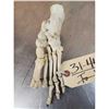 Image 5 : Authentic Articulated Human Foot Bones