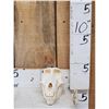 Image 1 : African Baboon Skull Taxidermy