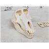 Image 4 : African Baboon Skull Taxidermy