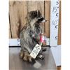 Image 2 : Raccoon Eating Peanut Butter Taxidermy Mount