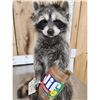 Image 4 : Raccoon Eating Peanut Butter Taxidermy Mount