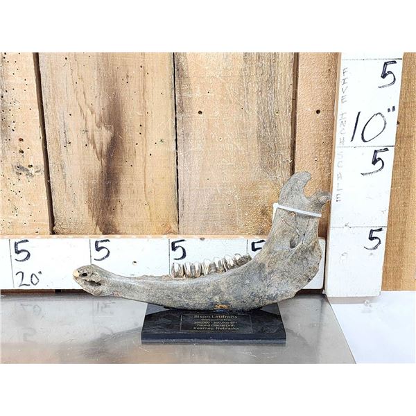 Ancient Bison Buffalo Jaw Section Partially Fossilized Fossil