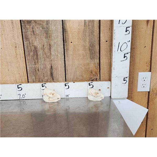 2 African Hyrax Skulls Taxidermy