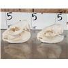 Image 5 : 2 African Hyrax Skulls Taxidermy
