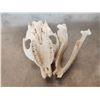 Image 7 : 2 African Hyrax Skulls Taxidermy