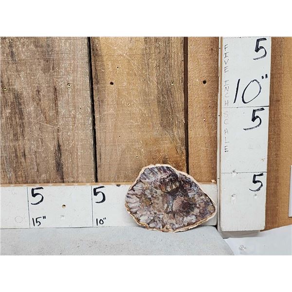 Beautiful 1.5 Lbs Petrified Wood Mineral Specimen