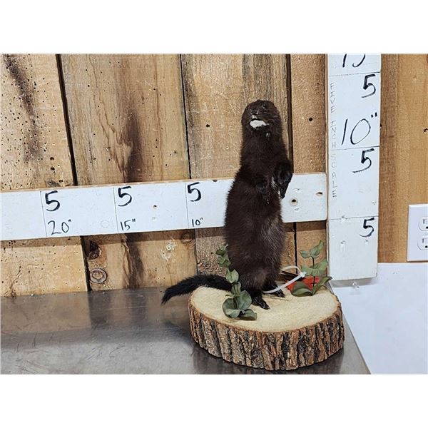 Mink Full Body Taxidermy Mount