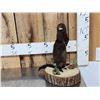 Image 1 : Mink Full Body Taxidermy Mount