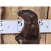 Image 2 : Mink Full Body Taxidermy Mount