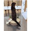 Image 5 : Mink Full Body Taxidermy Mount