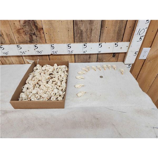 100 Muskrat Skulls Taxidermy