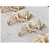 Image 6 : 100 Muskrat Skulls Taxidermy