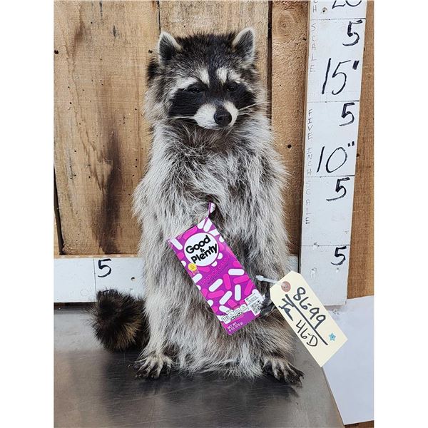 Raccoon Eating Candy Taxidermy Mount