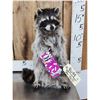 Image 1 : Raccoon Eating Candy Taxidermy Mount
