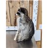 Image 3 : Raccoon Eating Candy Taxidermy Mount