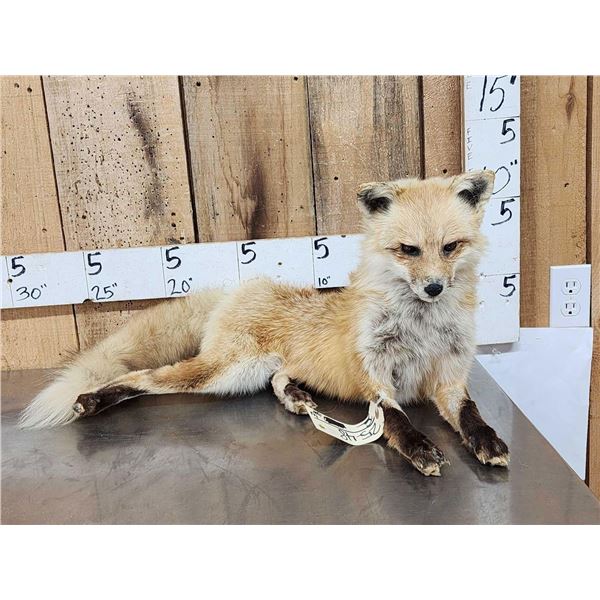 Red Fox Full Body Taxidermy Mount