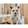 Image 2 : Red Fox Full Body Taxidermy Mount