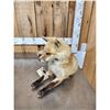 Image 3 : Red Fox Full Body Taxidermy Mount