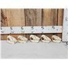 Image 1 : 5 Beaver Skulls Taxidermy
