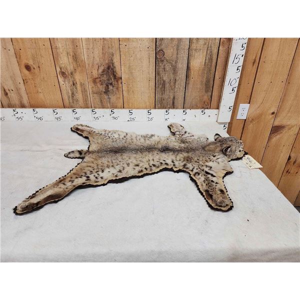 Bobcat Rug Taxidermy
