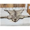Image 5 : Bobcat Rug Taxidermy