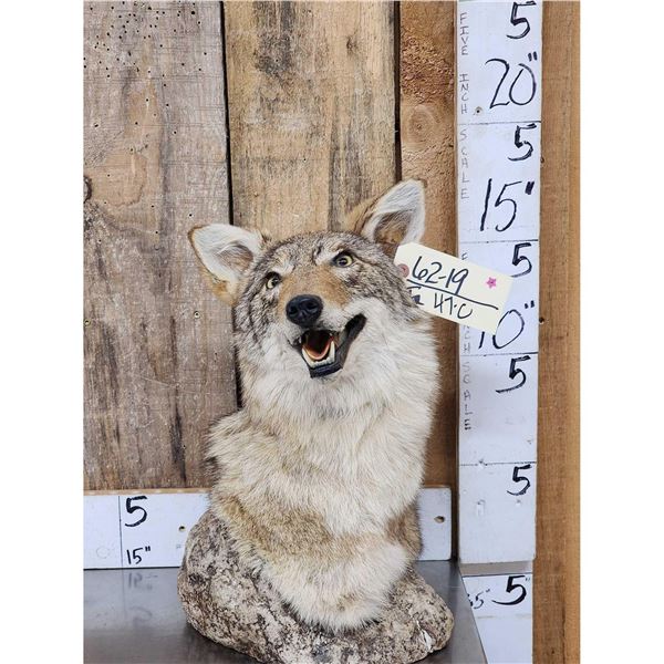 Coyote Table Top Bust Taxidermy