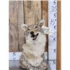 Image 1 : Coyote Table Top Bust Taxidermy