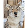 Image 2 : Coyote Table Top Bust Taxidermy