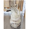 Image 5 : Coyote Table Top Bust Taxidermy