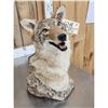 Image 6 : Coyote Table Top Bust Taxidermy