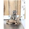 Image 1 : Baby Raccoon Full Body Taxidermy Mount