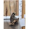 Image 2 : Baby Raccoon Full Body Taxidermy Mount